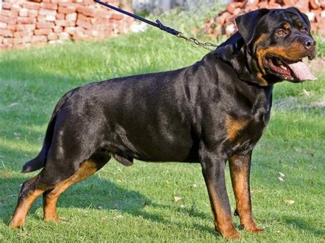 Buy rottweiler cards and get the best deals at the lowest prices on ebay! What Factors Influence A Rottweiler Dogs Price ...