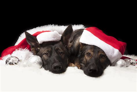 Merry Christmas From My Two German Shepherdsifttt2uruyxg