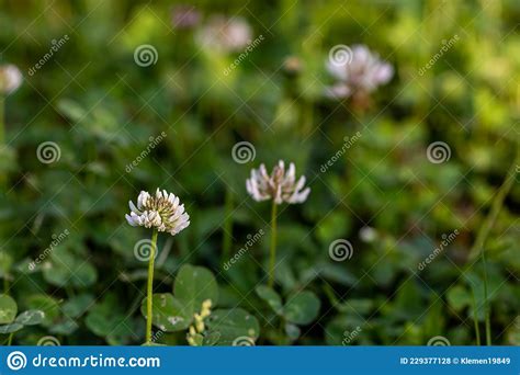 Trifolium Repens Flower Growing In Field Close Uptrifolium Repens