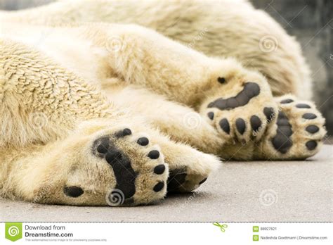 Paws Of Polar Bear Ursus Maritimus Stock Image Image Of Sitting