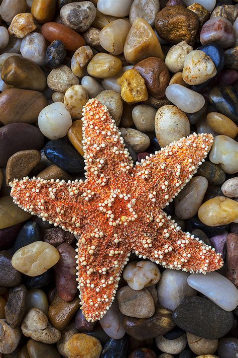 Starfish On Rocks Photograph By Garry Gay Fine Art America