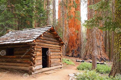 Wooden Cabin In Sequoia Forest Stock Photo Image Of Park Sequoia