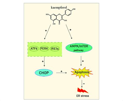 Kaempferol Induces Chop Through Ire A Perk Atf And Also Induces