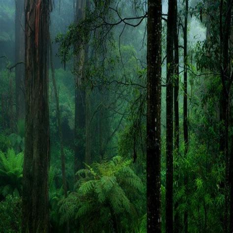A Strong Place Congo Rainforest Rainforest Forest