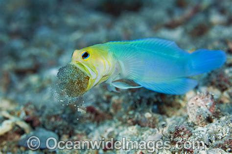 Yellowhead Jawfish Brooding Eggs In Mouth Photo Image