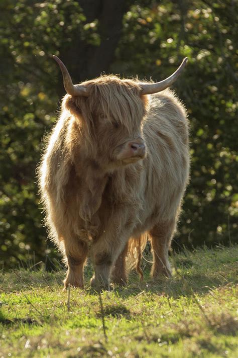 Scottish Highland Cow Photograph By Haley Redshaw