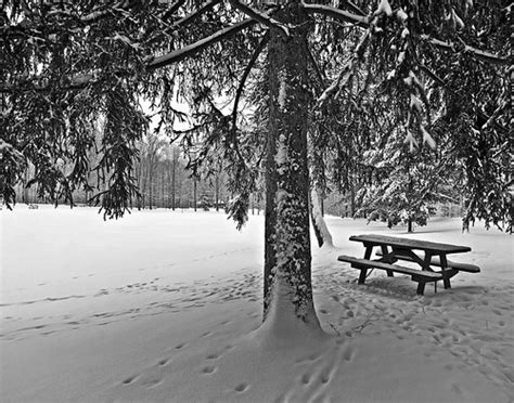 Snowy Forest Peace Visual Advantage Photoblog