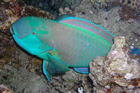 12 Hawaiian Fish Names And Pictures You See While Snorkeling