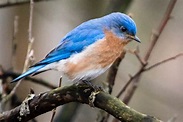 Bringing back the eastern bluebird | Chesapeake Bay Program