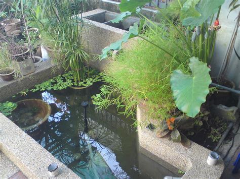 Anda bisa memberi sisa area sekitar 6 inci di sekitar kolam untuk hiasan. KOLAM IKAN HIASAN: Kolam Sdr Sahaljaman