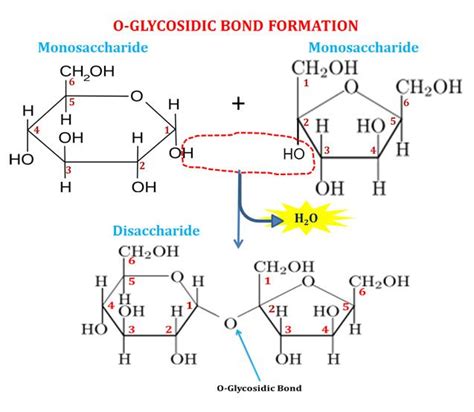 What Type Of Glycosidic Bond Is Shown Here Josekruwmcmahon