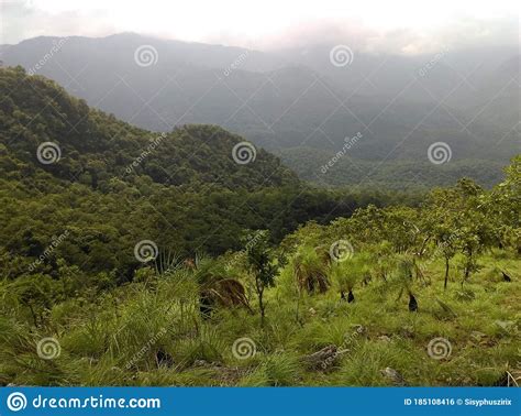 Mountain Slope Green Meadow Dense Forest Landscape Stock Photo Image
