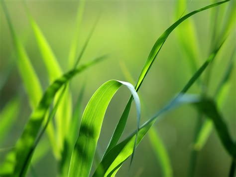 Green Nature Eco Friendly Wallpapers