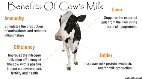 12 Wonderful Benefits Of Cow Milk You Must To Know My Health Only