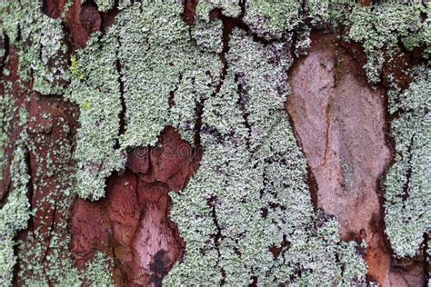 Close Up Surface Of Tree Bark In A Forest In High Resolution Stock