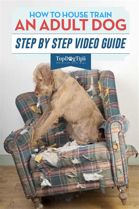 How To Housetrain An Adult Dog 101 A Step By Step Video Guide Top