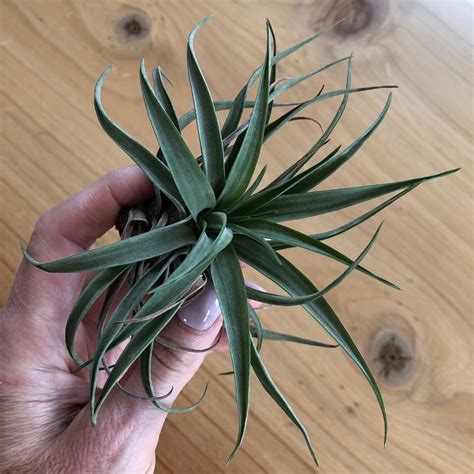 Brushwood09 has uploaded 200 photos to flickr. Air Plant Bundle - 7 Tillandsia Varieties | Little Prince ...