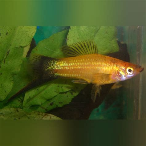 Gold Wag Swordtail For Sale