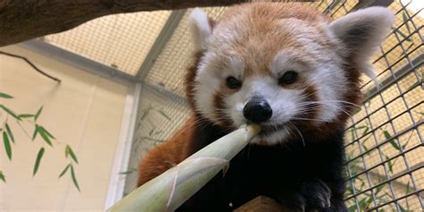 Melodious Munches Pandas And Bamboo Shoots Smithsonians National