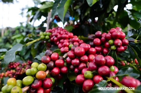 panduan berhasil budidaya tumbuhan kopi  hasil panen berkualitas