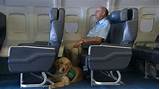 We did not find results for: Class Helps Dogs Navigate Air Travel With a Bit More Ease ...