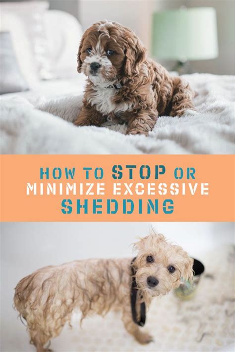 Are you one of those bewildered owners who say my dog sheds like crazy? How to Stop or Minimize Excessive Shedding in Dogs (With ...