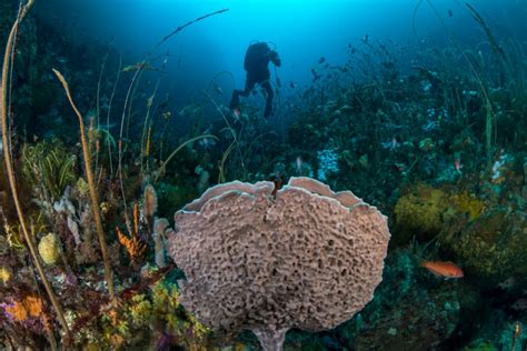 Temperate Reef Biodiversity Australian Marine Parks Science Atlas