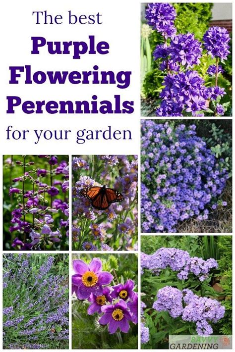 Purple Perennial Flowers 24 Brilliant Choices For Gardens Artofit