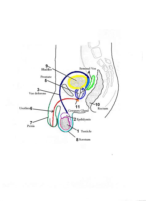 Male Reproductive Diagram Life In Porn