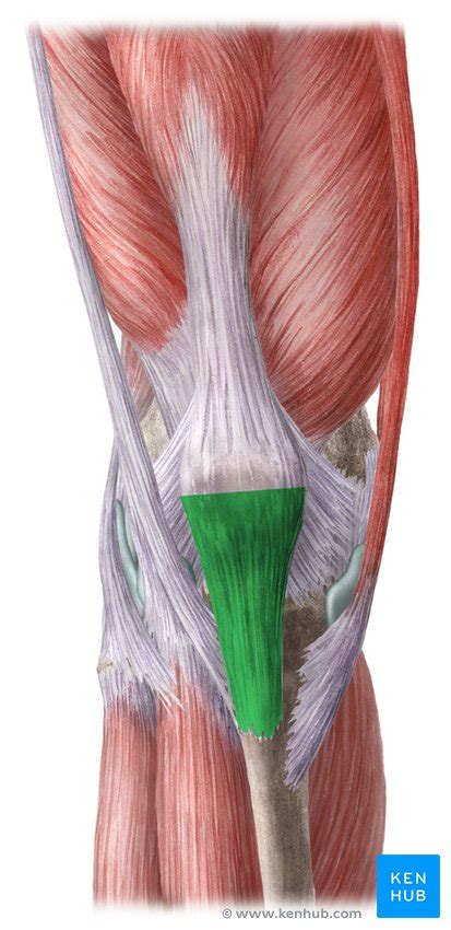 Upper Leg Tendons And Ligaments