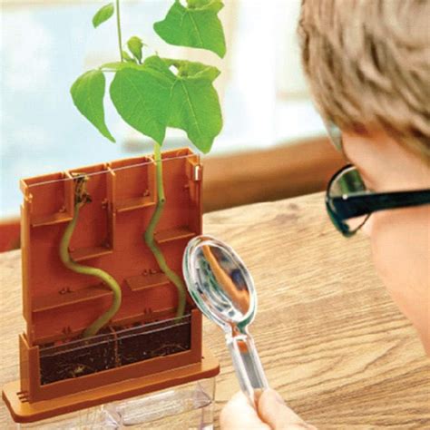 Build A Plant Maze Grow A Bean Maze Science Kit Diy Toy — Perpetual Kid