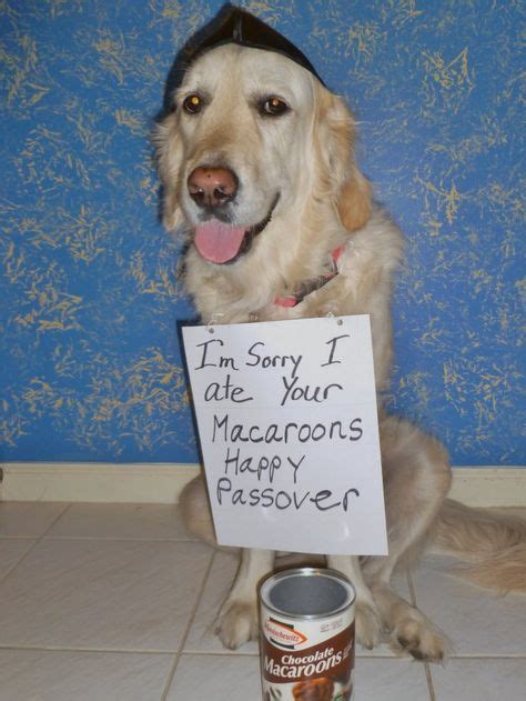 Happy Passover Lol With Images Animal Shaming Bad Dog Cute Funny