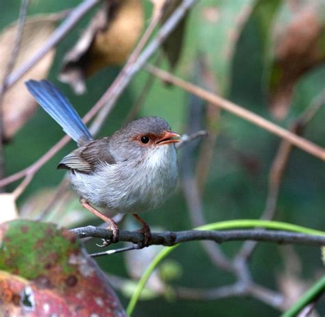 Kleiner singvogel — valencia torres. Biologie: Singvogel versieht seinen Nachwuchs mit Passwort ...