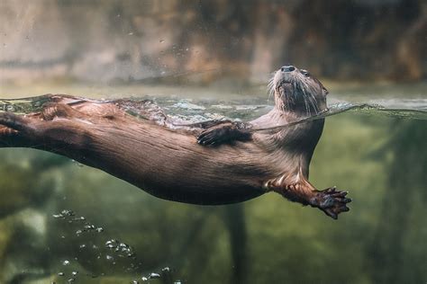 River Otter - South Carolina Aquarium