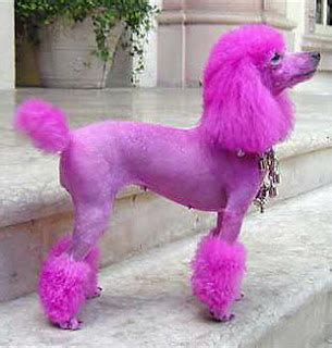 cute dogs pink poodle dog