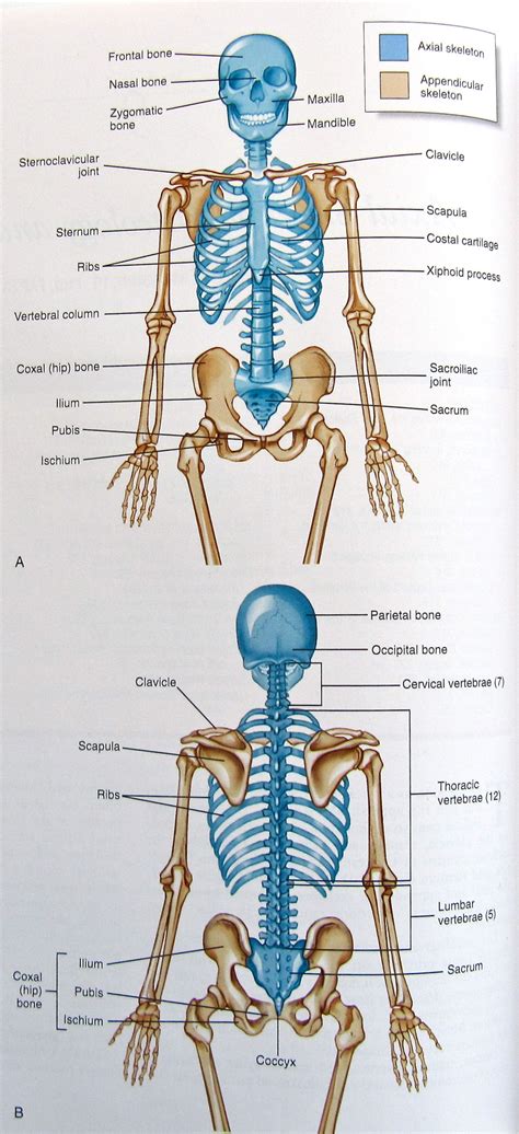 Axial Skeleton Worksheet Answers