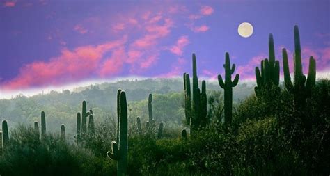 I bought a moon cactus in autumn and now the red part has slowly lost it's colour and is turning brown. Bing Image Archive: Full moon over the Sonoran Desert in ...