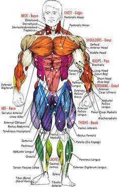 However, the muscle names often reflect something about their action. Major muscles of the body, with their COMMON names and ...
