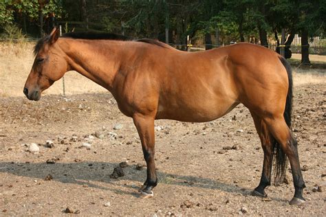 We did not find results for: Bay mare | Color Genetics