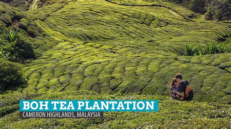 Boh tea plantation, meaning 'best of highlands', is one of the most famous and largest tea plantations in southeast asia. BOH Tea Plantation: My Cup of Tea in Cameron Highlands ...