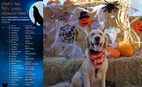 These human names aren't too common, but they'd all be good boy dog names What's Your Pet Spooky Halloween Name? - Golden Woofs