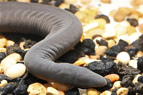 Weird Noodle Shaped Amphibians Known As Caecilians Found In South
