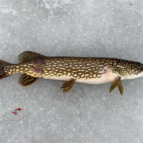 ᐅ Shawano Lake fishing reports🎣• Suamico, WI (United States) fishing