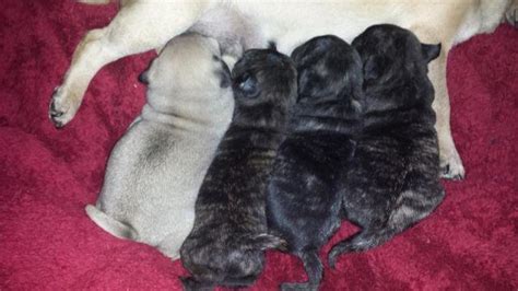 Female and male pug puppies available now katebeatrice. Pug Puppies for Christmas!!! for Sale in Medford, Oregon Classified | AmericanListed.com
