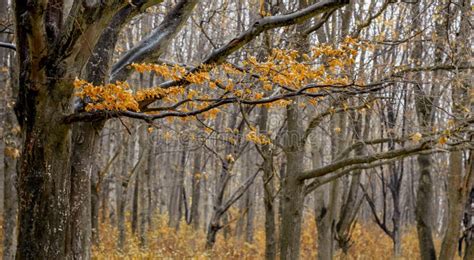 Late Autumn In The Woods Branch With Yellow Leaves On The Background