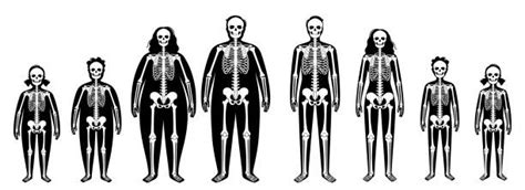 Female Skeleton Pelvis Silhouettes Illustrations Royalty Free Vector