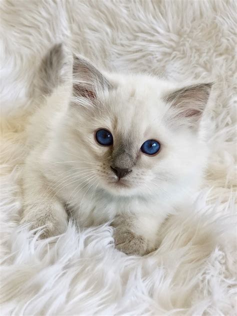 Find Balinese Cat Breeders Near Me Pets4you