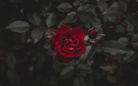 X Red Roses Are Beauty Wallpaper Background Image View