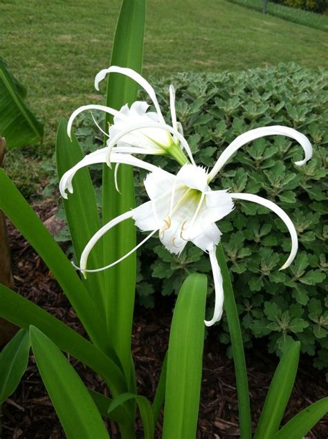 We did not find results for: Peruvian daffodil in my East Tennessee garden in June ...