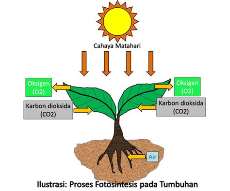 Mengenal Proses Fotosintesis Pada Tumbuhan Jurnal Pp